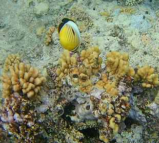 Ein Rotmeer-Rippenfalterfisch