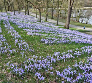 Krokus-Blüte am Sodenmattsee Ende Februar