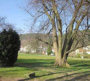 Kurpark Bad Bergzabern