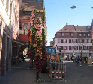 Chrysanthema Lahr