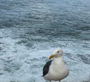 Küste La Jolla