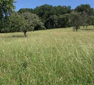 Eduard Lucas Musterobstgarten Mähringen