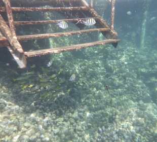 Schnorcheln Makadi Bay