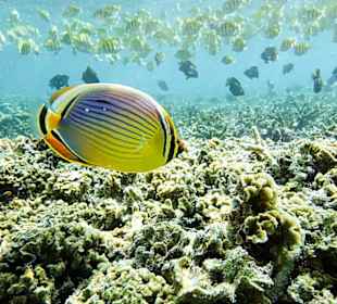 Schnorcheln in der Blue Bay