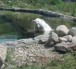 Zoo Gelsenkirchen "Eisbär"