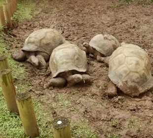 Chamarel siebenfarbige Erde - leider ohne Sonne - Schildkröt