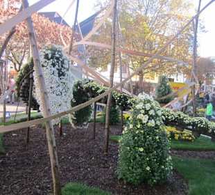 Chrysanthema Lahr