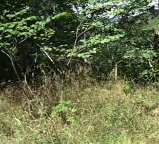 Burgruine Blankenstein