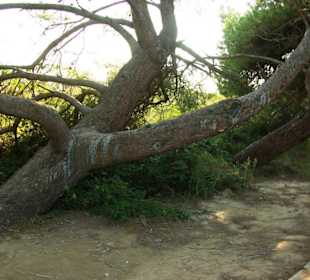 Fuß-/Radweg Naturreservat