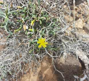 Einheimische Pflanze