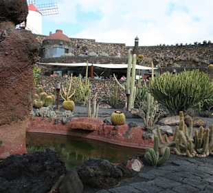 Jardin de Cactus / Kaktusgarten Guatiza