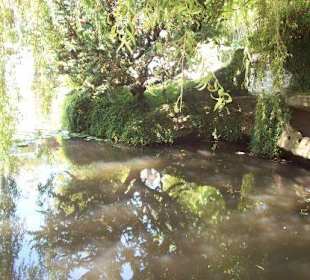 Der Teich aus einer anderen Perspektive