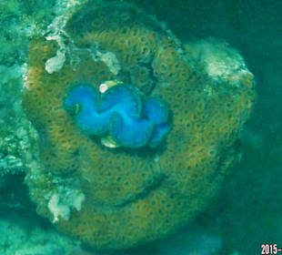 Korallenriff Fantasy - Hirnkoralle