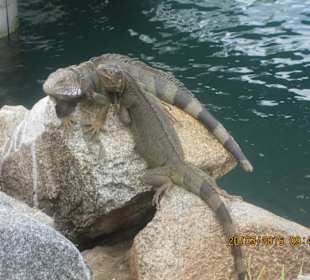 Überall friedliche Echsen anzutreffen