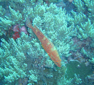 Schöner Fisch