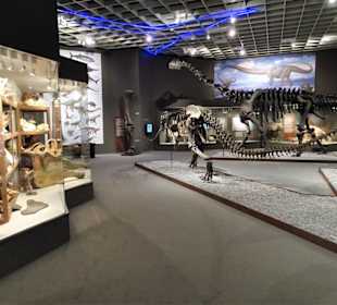 In der Abteilung der Dinosaurier