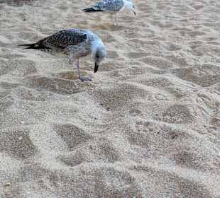 Praia de Nossa Senhora da Rocha
