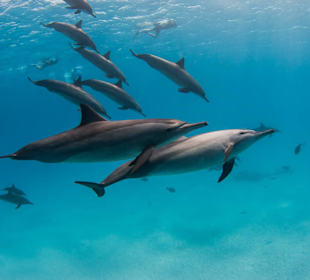 Delphine Aquatic Divers
