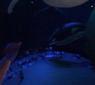 Ozeaneum