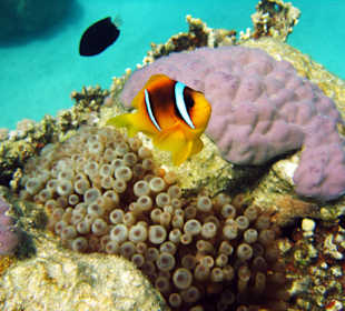 Viele Anemonenfelder am Hausriff Grand Makadi