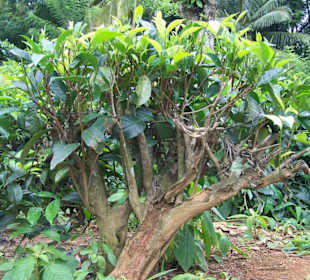 Teebusch im Hochland