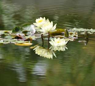 Jardín de Aclimatación de La Orotava