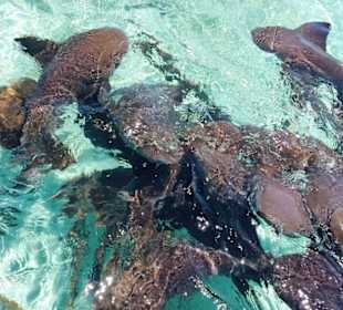 Belize Schnorcheln mit Ammenhaien