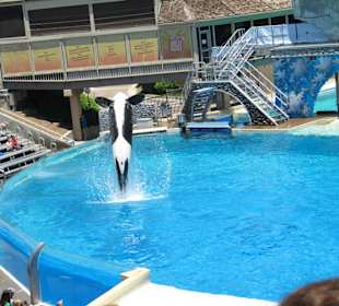 Killerwalvorführung