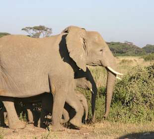 Elephants in Tsavo East