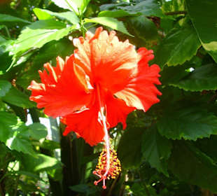 Xcaret