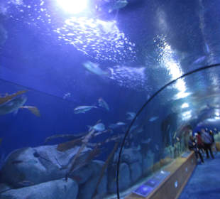 Aquarium / Oceanongrafic