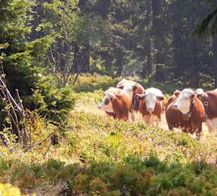 Schachtenweiden im Bayerischen Wald