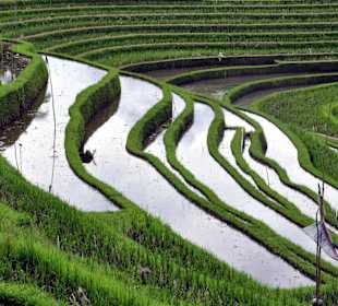 Reisfelder