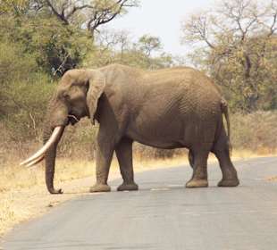 Auf der Straße kurz vor dem Shingwedzi Camp