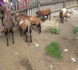 Südamerika Bereich - Kamerunschaf