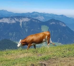 Tiroler Kuh auf der Hohen Salve
