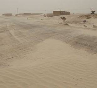 Die Sand-Sturm-Allianz!