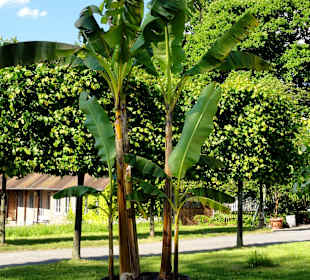 Bananenstauden am Eingang des Gartens