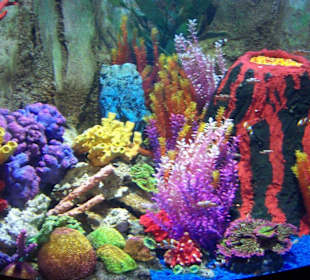 Unterwasserzoo in der Dubai Mall