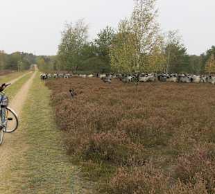 Wandern Schneverdingen