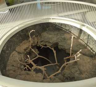 Fundacion Cesar Manrique