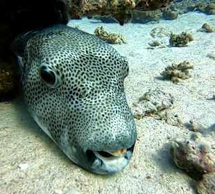 Schnorcheln Marsa Alam