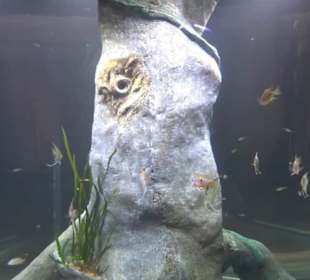 National Aquarium Malta