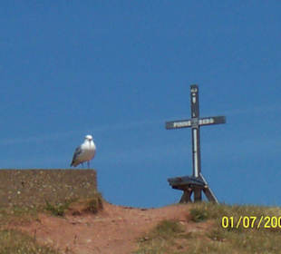 Möwe auf Helgoland