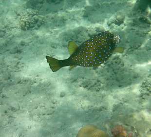 Kofferfisch... schön eckig und hat die Ruhe weg
