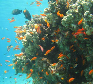 Schnorchtraum im Roten Meer