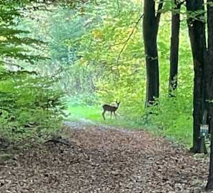 Wandern Loipersdorf bei Fürstenfeld