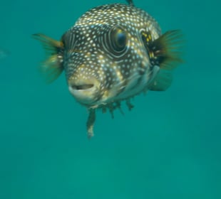 Schnorcheln Makadi Bay