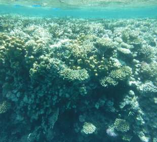 Schnorcheln am Riff