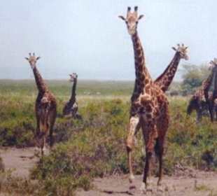 Giraffen-Herde im Amboseli